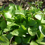 Wilder Feldsalat