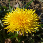 Löwenzahnblüte im Februar