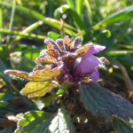 Rote Taubnessel